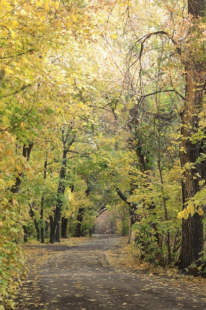 paisagem de outono, estrada no bosque