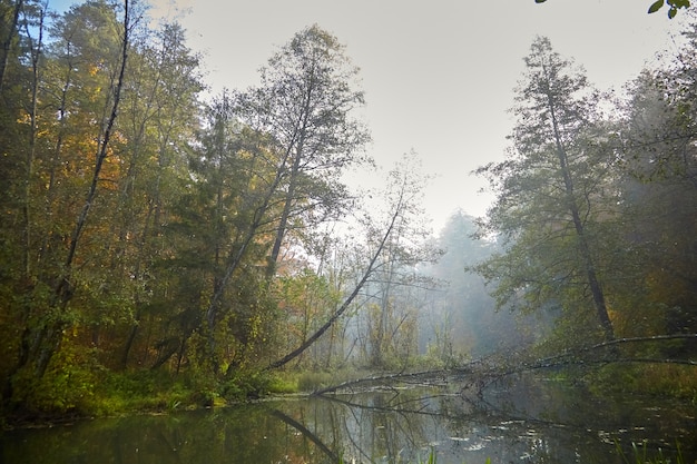 Paisagem de outono - floresta matinal com folhagem amarela e rio calmo de pântano