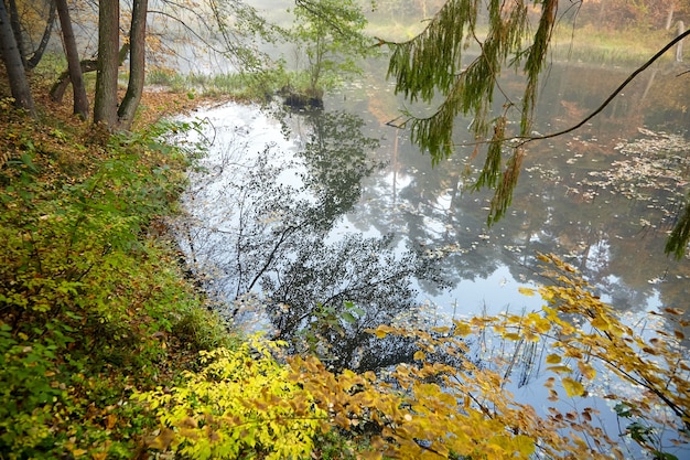 Paisagem de outono. floresta nevoenta e rio. natureza da manhã em uma névoa. galho de árvore. folhagem amarela