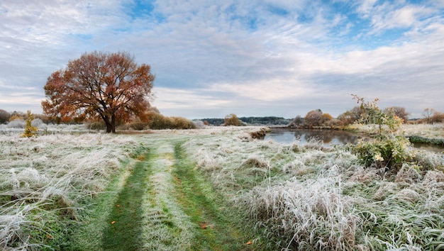 Foto paisagem de outono manhã com grama verde gelado, carvalho amarelo, rio e céu nublado