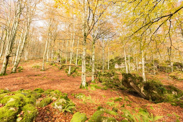 Paisagem de outono na cordilheira de urbasa navarra espanha