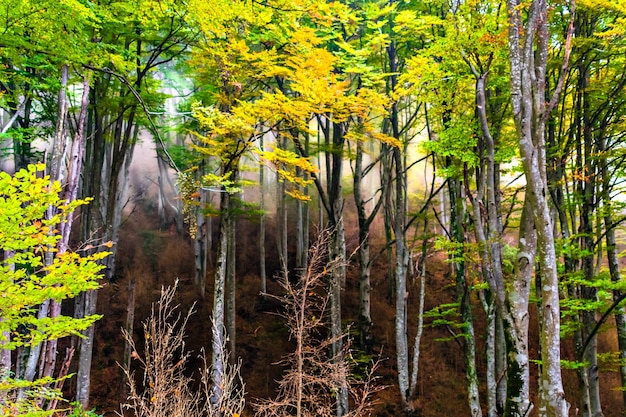 Paisagem de outono na floresta de La Fageda de Grevolosa, La Garrotxa.