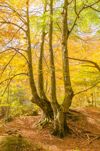 Paisagem de outono na Sierra de Urbasa, Comunidade Autónoma de Navarra. Espanha