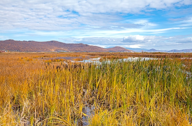 Paisagem de outono no pântano em Kamchatka