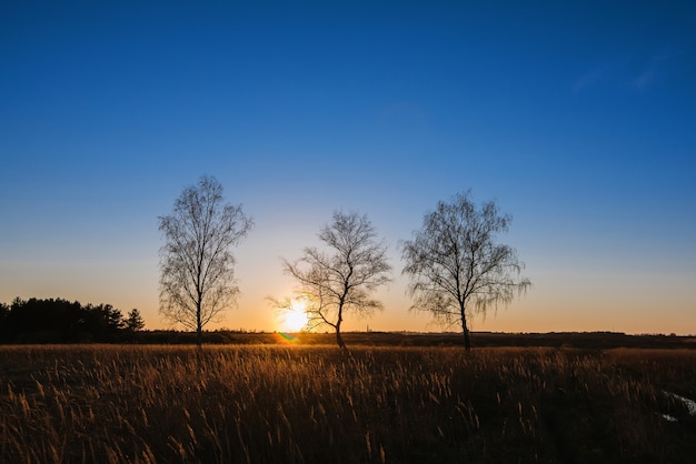 Paisagem de outono ou primavera. Silhuetas de três bétulas ao pôr do sol ou amanhecer