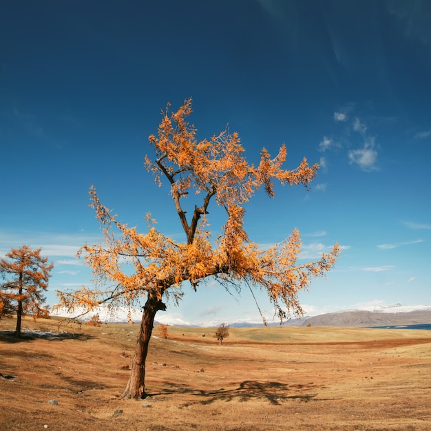 Foto paisagem de outono, parque nacional altai tavan bogd, na mongólia ocidental