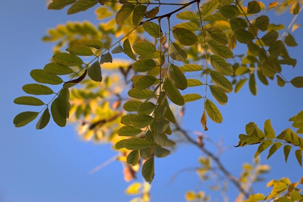 Paisagem de outono pintada com um pincel da natureza em cores brilhantes de folhas de árvores de outono no parque contra o céu azul foco seletivo bokeh fundo desfocado