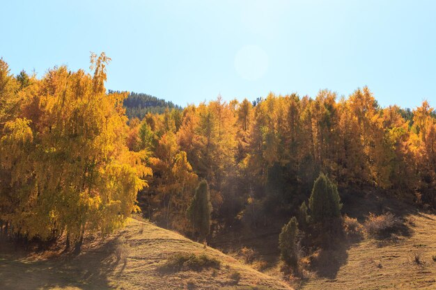 Paisagem de outono Árvores amarelas e verdes Montanhas e céu azul brilhante
