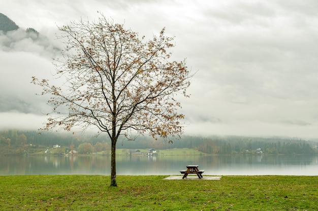 Paisagem de outono temperamental com árvore nua e banco solitário na margem do Lago de montanha.