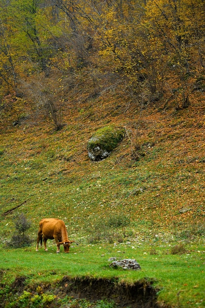 Paisagem de outono vaca vermelha pastando na floresta