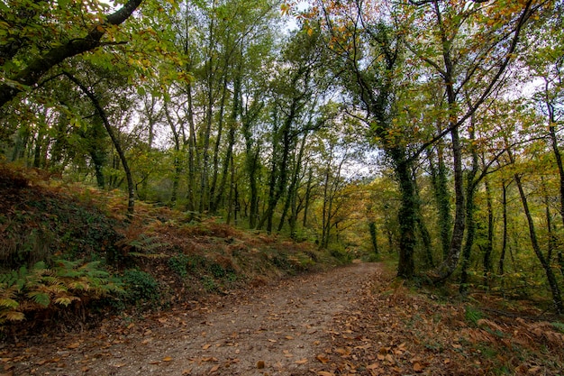 paisagem de outono