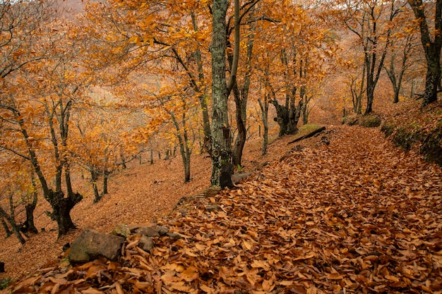 paisagem de outono