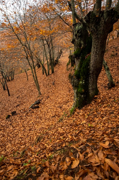 paisagem de outono