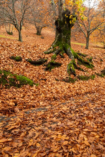 paisagem de outono