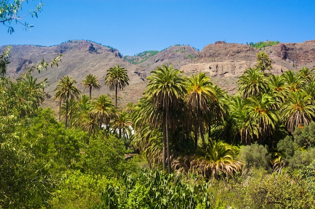 Paisagem de palmeiras No meio da natureza Gran Canaria Island Férias rurais