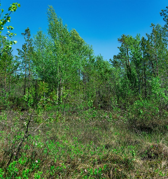 Paisagem de pântano arborizado com florestas tortas de bétula em uma turfa