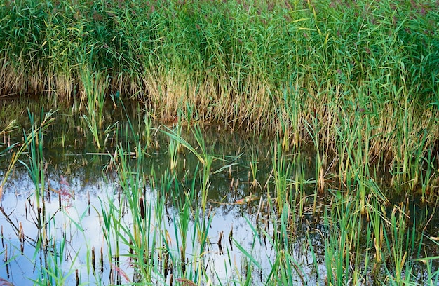 Paisagem de pântano com lago ou lagoa e matagais de junco para um fundo de grama natural na água