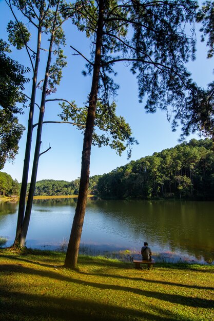 Paisagem de pinheiros perto do reservatório