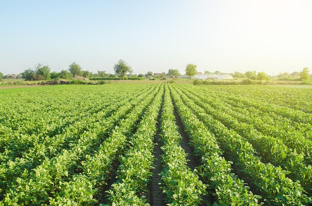 Paisagem de plantação de arbustos de batata verdes