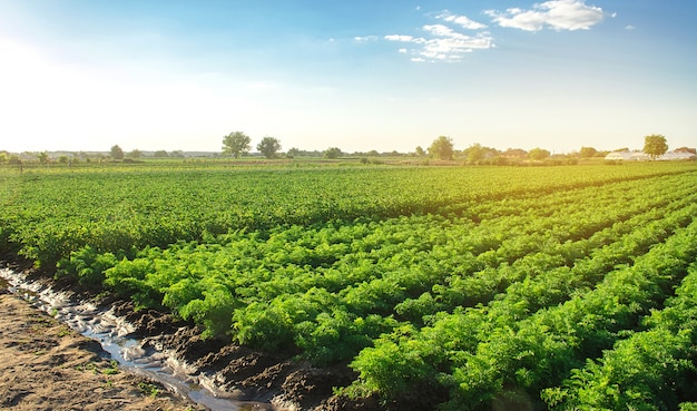 Paisagem de plantação de arbustos de cenoura verdes agricultura orgânica europeia cultivo de alimentos na fazenda