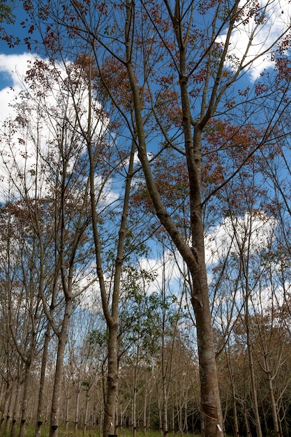 Paisagem de plantação de borracha durante o dia com céu azul