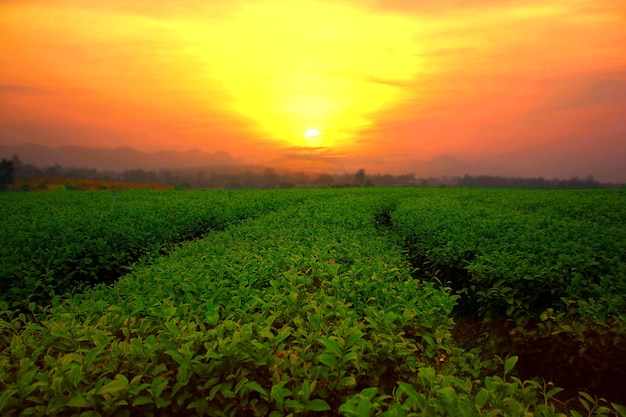 Paisagem de plantação de chá com o pôr do sol multicolorido no fundo da natureza