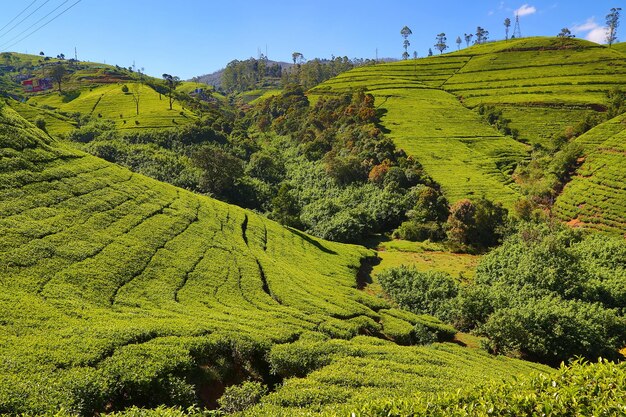 Paisagem de plantação de chá no Sri Lanka