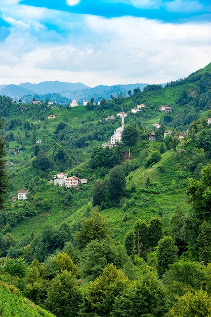 Paisagem de plantação de chá, Rize, Turquia