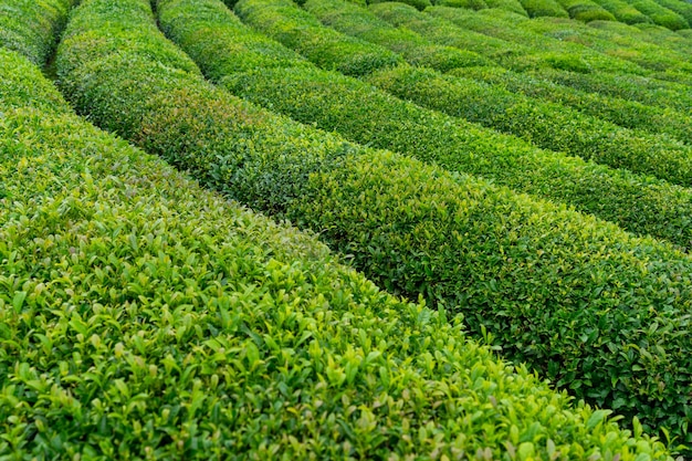 Paisagem de plantação de chá, Rize, Turquia