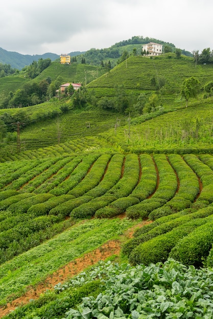 Foto paisagem de plantação de chá, rize, turquia