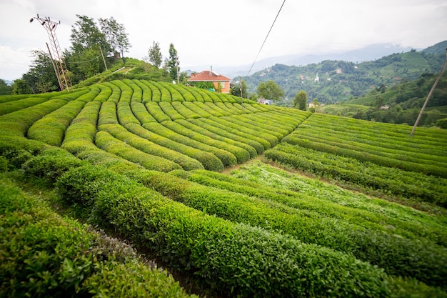 Paisagem de plantação de chá, Rize, Turquia