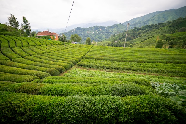 Paisagem de plantação de chá, rize, turquia