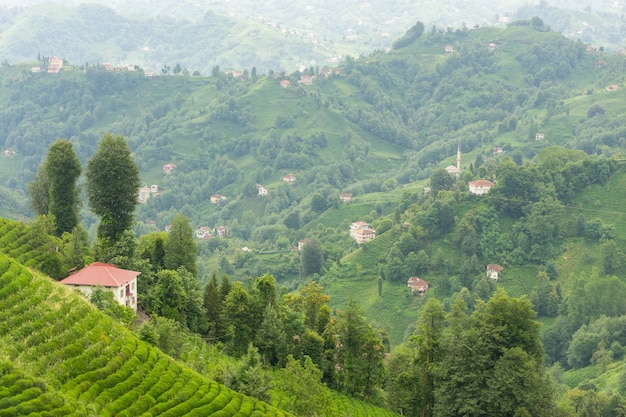 Paisagem de plantação de chá, Rize, Turquia