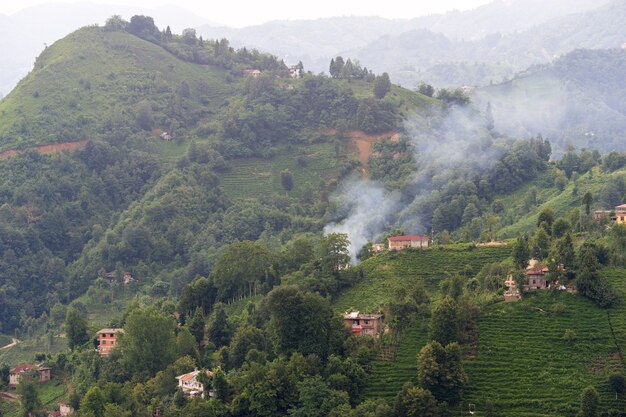 Paisagem de plantação de chá, rize, turquia