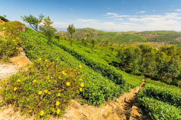 Paisagem de plantação de chá verde no Sri Lanka