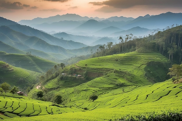 Foto paisagem de plantação de chá verde