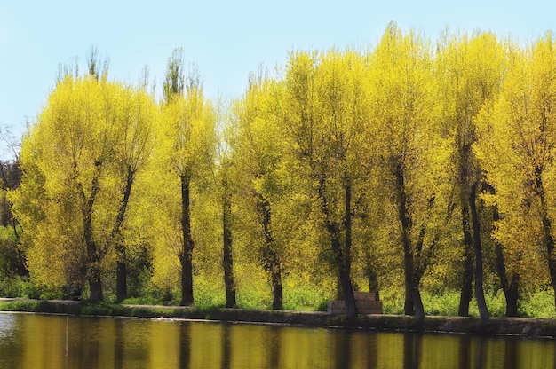 Paisagem de primavera com árvores amarelas sobre a água Uma barragem com choupos em flor é um posto de controle na Ucrânia