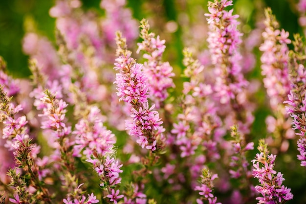 Paisagem de primavera com campo com lavanda