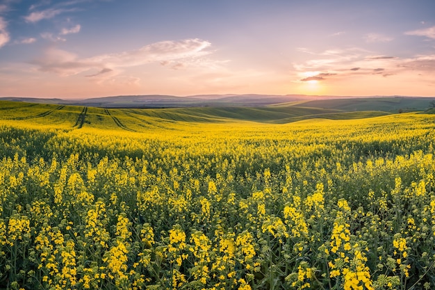 Paisagem de primavera com campos agrícolas