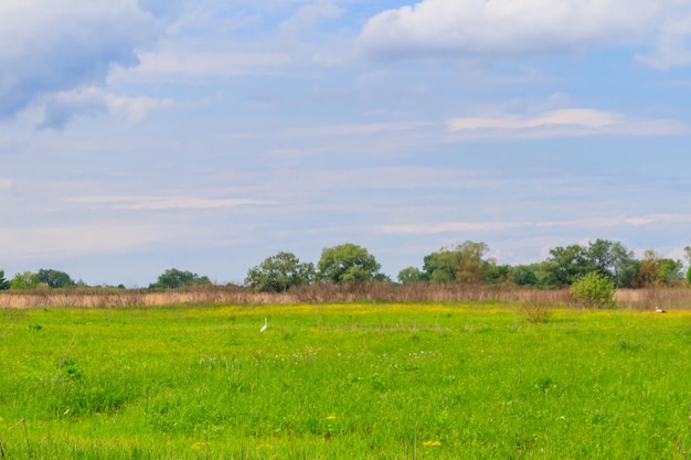 Paisagem de primavera com céu verde prado e árvores