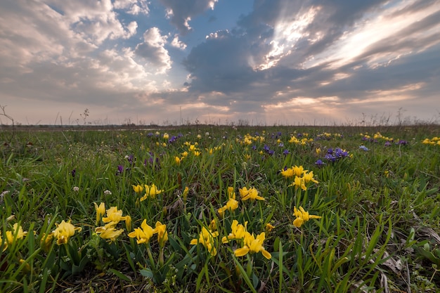 Paisagem de primavera com flores de íris no prado, bela manhã, natureza selvagem