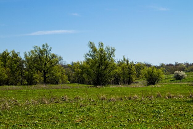 Paisagem de primavera com prado verde e árvores