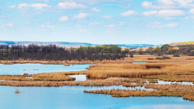 Paisagem de primavera com rio, juncos e floresta à distância