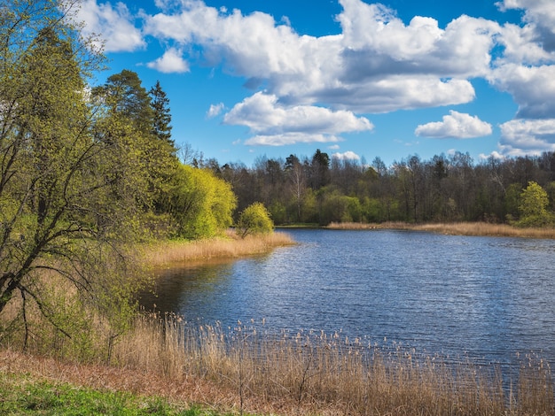 Paisagem de primavera com uma árvore à beira do lago.