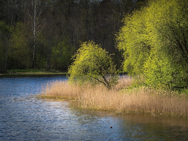 Paisagem de primavera com uma árvore à beira do lago.