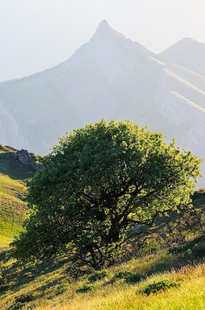 Paisagem de primavera com uma árvore solitária em uma encosta verde. Manhã de sol nas montanhas. Lindas pedras afiadas na neblina