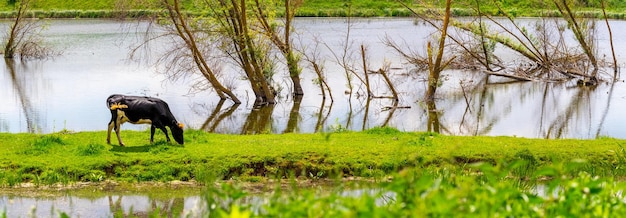 Paisagem de primavera com uma vaca pastando à beira do rio