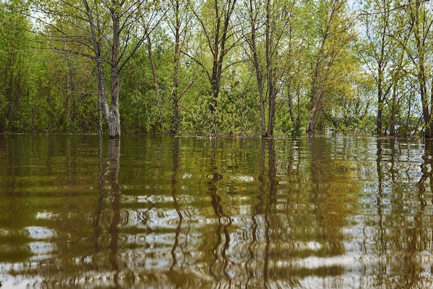 Paisagem de primavera durante a enchente - o bosque está inundado, as árvores ficam na água