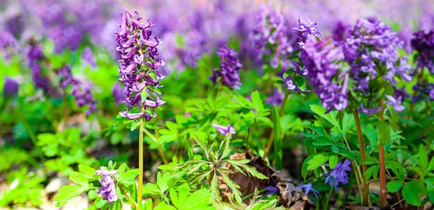 Paisagem de primavera na floresta com flores roxas brilhantes entre as folhas verdes