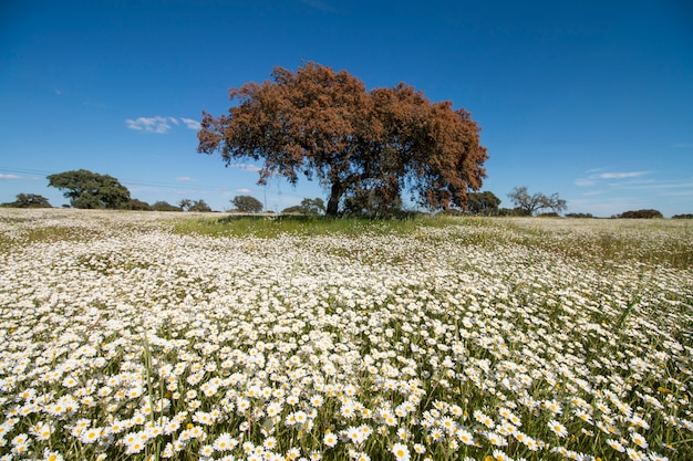 Paisagem de primavera no Alentejo